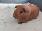 Rood effen zeug, Dieren en Toebehoren, Cavia, April, Vrouwelijk, Tam