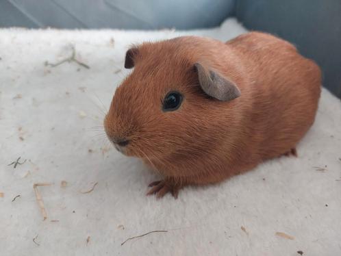 Rood effen zeug, Dieren en Toebehoren, Knaagdieren, Vrouwelijk, Cavia, April, Tam