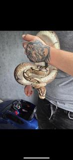 Phyton ragius met terrarium, Ophalen, Zo goed als nieuw, Overige typen