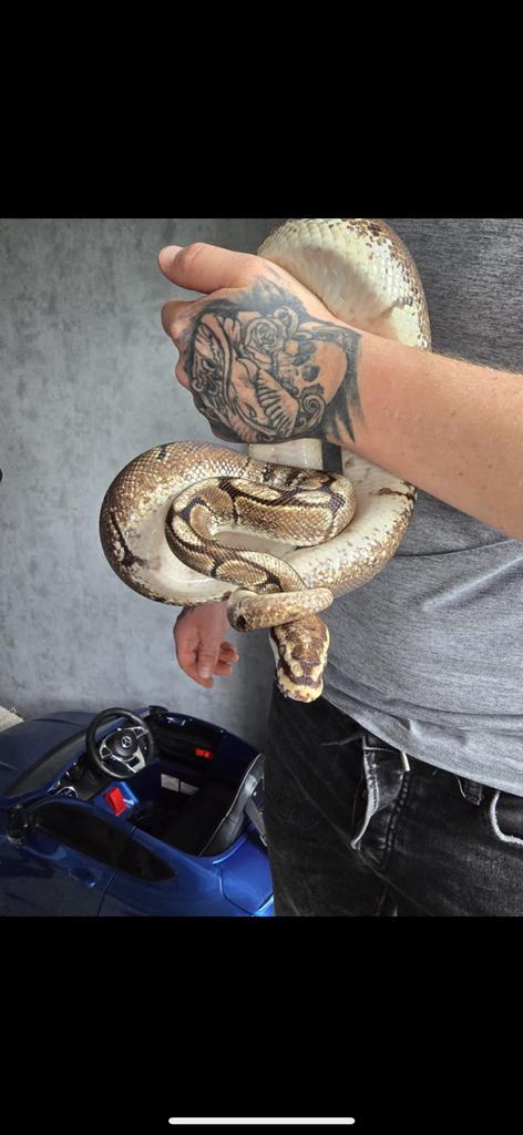 Phyton ragius met terrarium, Dieren en Toebehoren, Reptielen en Amfibieën | Toebehoren, Zo goed als nieuw, Overige typen, Ophalen