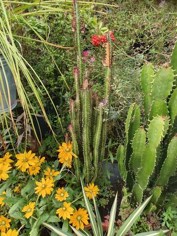Cactus euphorbia trigona ruba/cactus Afrikaanse melkboom beschikbaar voor biedingen