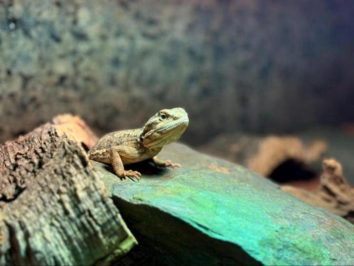 Prachtig terrarium met lieve dwergbaardagaam COMPLEET, Dieren en Toebehoren, Reptielen en Amfibieën, Overige soorten, 0 tot 2 jaar