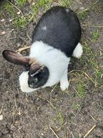 Konijn Holander, Dieren en Toebehoren, Konijnen, Mannelijk, 0 tot 2 jaar