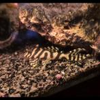 2 aquaria en visbestand., Dieren en Toebehoren, Vis