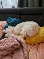 Boomer pups, CDV (hondenziekte), Overige rassen, 8 tot 15 weken, Meerdere