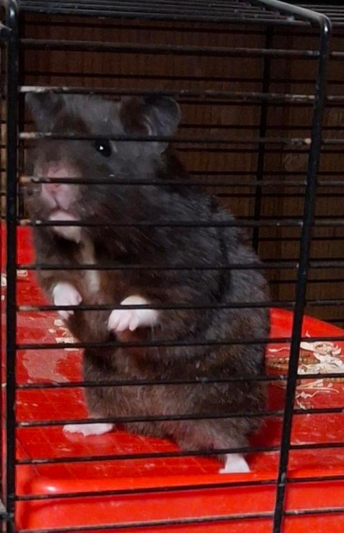 Goudhamster vrouwtje van augustus 2024, Dieren en Toebehoren, Knaagdieren, Vrouwelijk, Hamster, Augustus