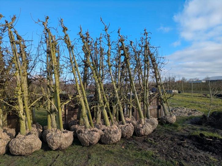 Mooie Conference perenbomen van 20 jaar oud, Tuin en Terras, Planten | Fruitbomen, Perenboom, 250 tot 400 cm, Volle zon, Lente