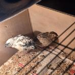 Jonge kwartels BIEDEN, Meerdere dieren, Overige soorten