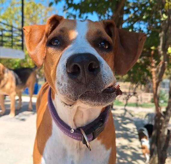 Faith – een kleine heldin met een groot hart, Dieren en Toebehoren, Honden | Niet-rashonden, Middel, Teef, Particulier, Eén hond