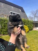 Black and tan pomeriaan pup, Dieren en Toebehoren, Particulier, Keeshond, Teef, Nederland