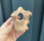 Holenbeer wervel Oostenrijk T7, Ophalen of Verzenden, Mineraal