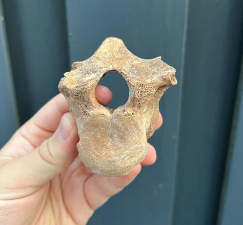 Holenbeer wervel Oostenrijk T7, Verzamelen, Mineralen en Fossielen, Mineraal, Ophalen of Verzenden