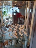 Vitrinekast. Met of zonder zeehondenvezameling, Ophalen