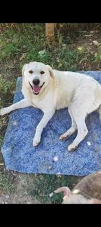Wodan een geweldige lieve jongen, Dieren en Toebehoren, Honden | Niet-rashonden, Particulier, Rabiës (hondsdolheid), Reu, 1 tot 2 jaar