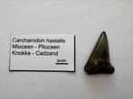 Carcharodon hastalis (3), Verzamelen, Mineralen en Fossielen, Ophalen of Verzenden, Fossiel
