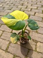 Monstera yellow marilyn #2, Ophalen of Verzenden, Overige soorten, Minder dan 100 cm
