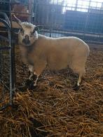 Ram, Dieren en Toebehoren, Mannelijk, Schaap