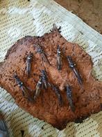 Wandelende takken, Dieren en Toebehoren, Insecten en Spinnen, Wandelende tak