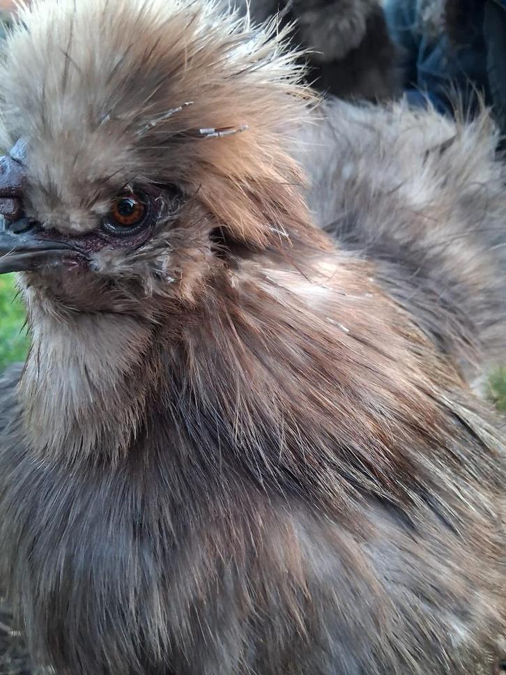 Prachtige zijdehoen haan 2x, Dieren en Toebehoren, Pluimvee, Kip, Mannelijk