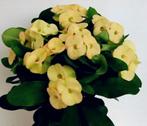 Gezocht christusdoorn euphorbia milii ( geel, Ophalen of Verzenden, Cactus, Minder dan 100 cm