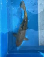 Chagoi - 55 cm, Dieren en Toebehoren, Vissen | Vijvervissen, Karper of Koi