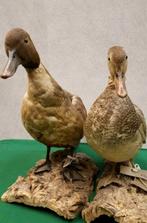 Koppel eenden, taxidermie opgezette eendjes, woerd en eend, Gebruikt, Vintage, Ophalen of Verzenden, Nvt