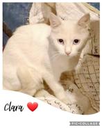 clara zoekt een eigen huisje, Poes, Kortharig, 0 tot 2 jaar