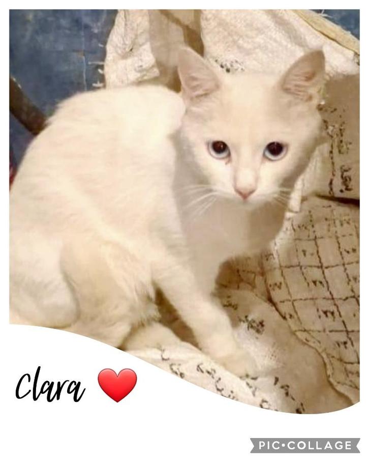 clara zoekt een eigen huisje, Dieren en Toebehoren, Katten en Kittens | Overige Katten, Kortharig, Poes, 0 tot 2 jaar
