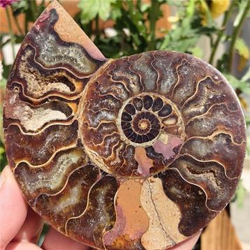 Prachtige gepolijste ammoniet (X2). beschikbaar voor biedingen