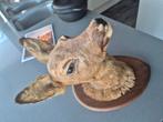 Mooi vintage hert taxidermie, Verzamelen, Dierenverzamelingen, Ophalen of Verzenden, Zo goed als nieuw, Hert, Gewei of Kop