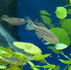 Mooie volwassen zebra Danio XL, Dieren en Toebehoren, Vissen | Aquariumvissen