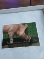 Toon Roest / Mmm..het zit wel snor, knor, Verzamelen, Ophalen of Verzenden