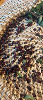 Szechuan peper zaad, Ophalen of Verzenden, Nieuw, Rechthoek