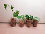 Set uit populaire kamerplanten, monstera Adansonii, Huis en Inrichting, Kamerplanten, Overige soorten, Minder dan 100 cm, Halfschaduw