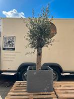Nieuw! Olijfboom met dikke stam in plantenbak grijs, Volle zon, Ophalen of Verzenden, 100 tot 250 cm, Olijfboom