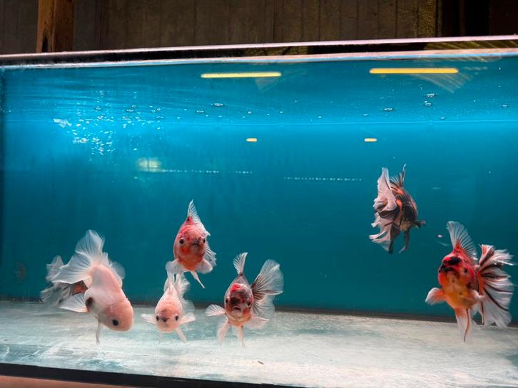 Tekoop orchid tail oranda, Dieren en Toebehoren, Vissen | Aquariumvissen, Vis