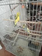 Jonge grasparkieten in kooi.2stuks, Meerdere dieren, Parkiet