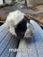 Baby cavia's, Dieren en Toebehoren, Knaagdieren, Cavia, Meerdere dieren, Tam