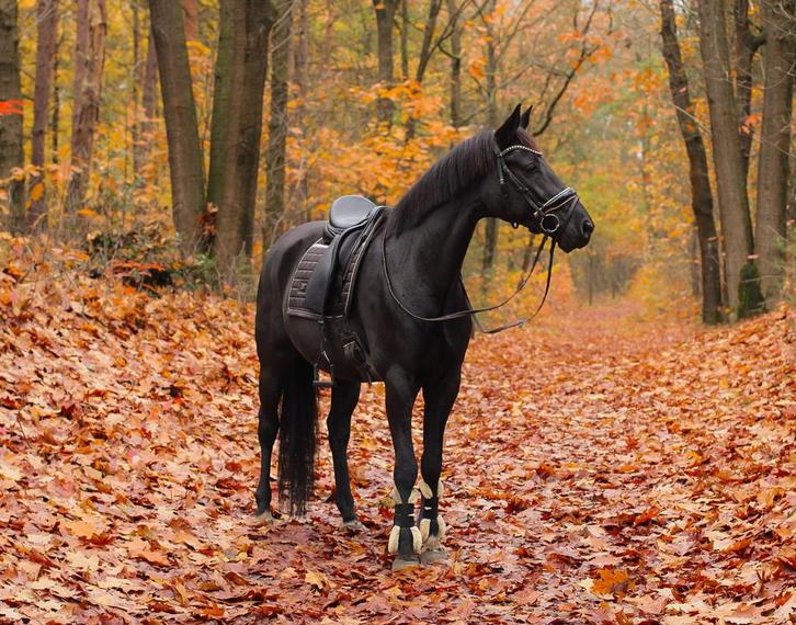 Super lieve merrie te koop, Dieren en Toebehoren, Paarden, Merrie, M, 160 tot 165 cm, 7 tot 10 jaar, Dressuurpaard, Met stamboom