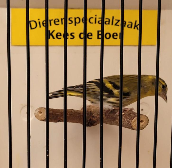 Wildkleur sijs man, Dieren en Toebehoren, Vogels | Overige Vogels, Mannelijk, Geringd