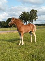 2 sectie A hengstveulens, D pony ruin, Dieren en Toebehoren, Pony's, Ruin, A pony (tot 1.17m), Dressuurpony, Gechipt