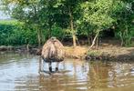 Mooi kweekkoppel emoes, Dieren en Toebehoren, Pluimvee, Meerdere dieren, Overige soorten