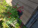 Tuin Fuchsia, Tuin en Terras, Planten | Tuinplanten, Ophalen, Bloeit niet, Overige soorten, Volle zon