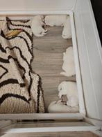 Samojeed pups, 8 tot 15 weken, Meerdere, Meerdere dieren, Nederland