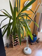Grote yucca, Groene kamerplant, Ophalen, Yucca, 150 tot 200 cm