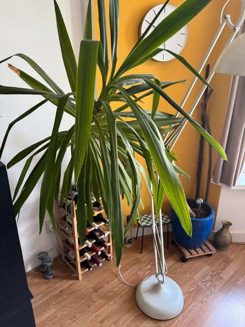 Grote yucca, Huis en Inrichting, Kamerplanten, Yucca, 150 tot 200 cm, Groene kamerplant, Ophalen