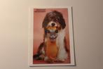 Katten Postkaart - Kitten in Sok, Hond kijkt, Italie, Poes, Ongelopen, Verzenden, 1980 tot heden, Hond of Kat
