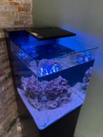 Zeeaquarium + toebehoren, Dieren en Toebehoren, Vissen | Aquaria en Toebehoren, Ophalen of Verzenden, Zo goed als nieuw, Gevuld zeewateraquarium