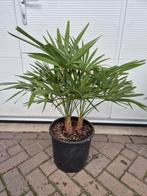 Palm, Trachycarpus fortunei, 3 stam, winterhard, Tuin en Terras, Volle zon, Bloeit niet, Ophalen of Verzenden, 100 tot 250 cm