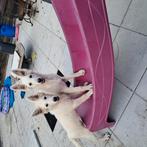 Zwitserse witte herder pups, Dieren en Toebehoren, CDV (hondenziekte), 8 tot 15 weken, Meerdere, Meerdere dieren